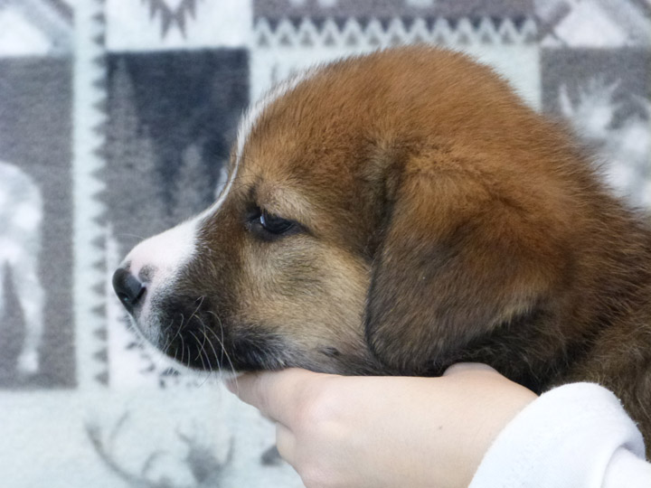 chinook puppy